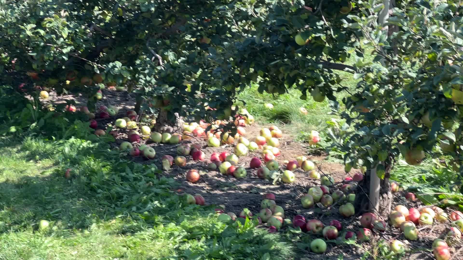 Apple season in Canada
