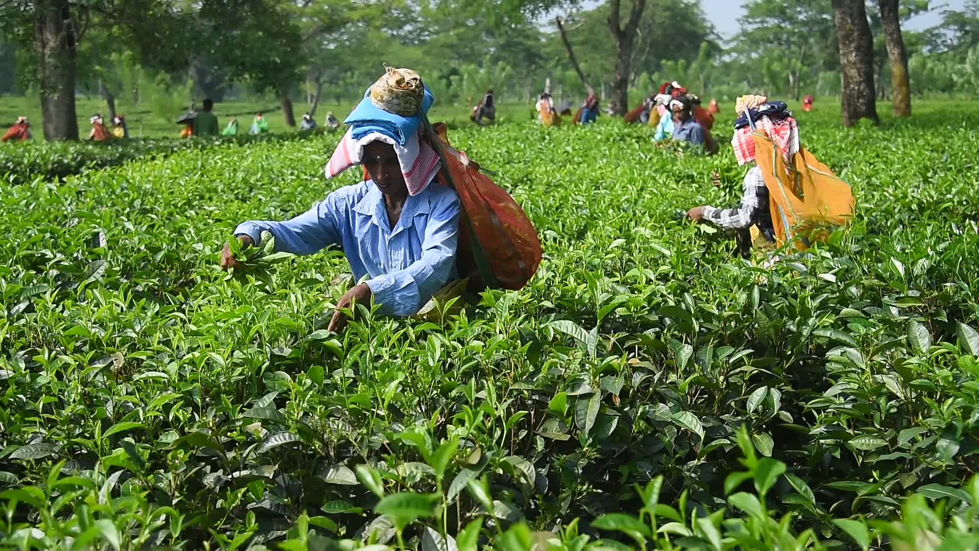 Tea harvest in India 