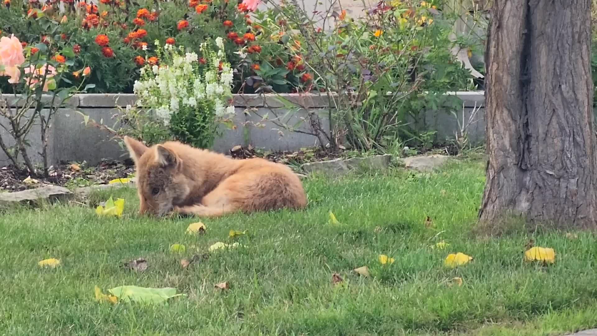 Coyote