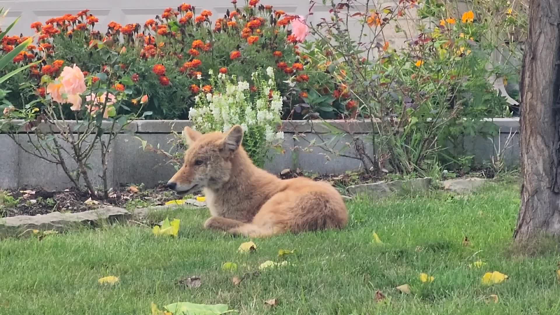 Coyote