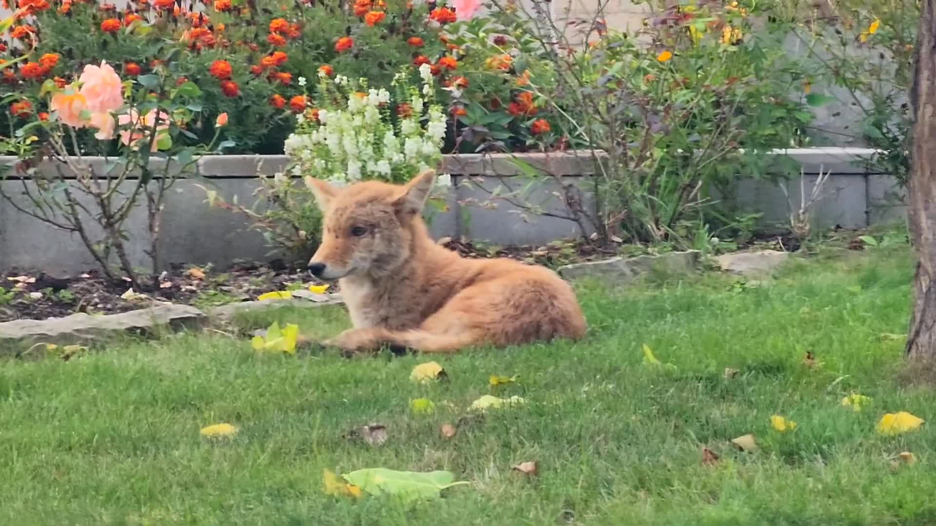 Coyote