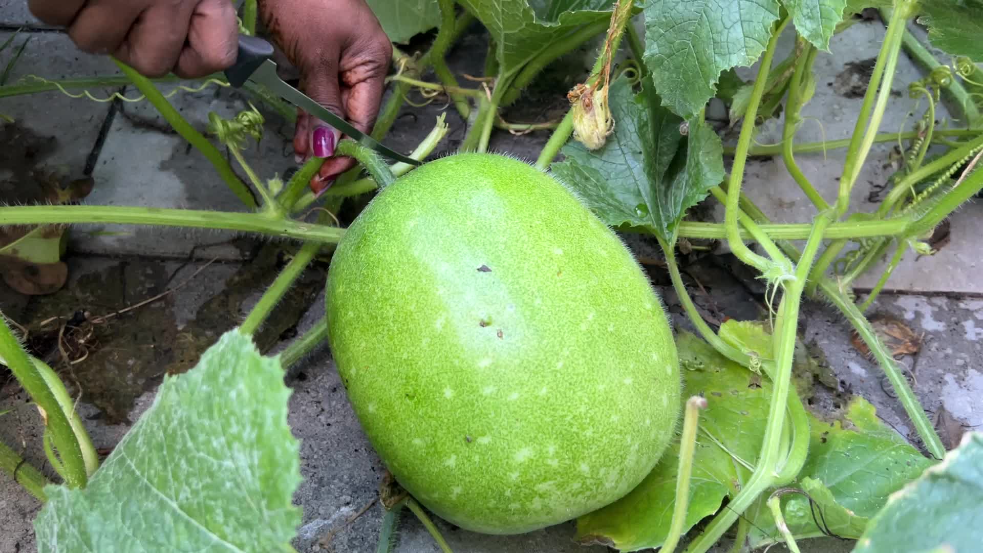 Agriculture in Canada - Ash Gourd