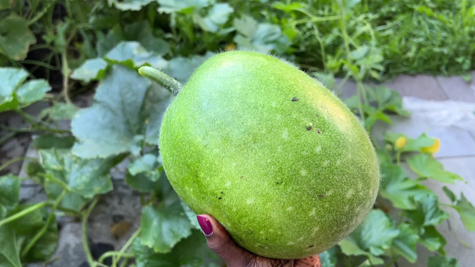 Agriculture in Canada - Ash Gourd