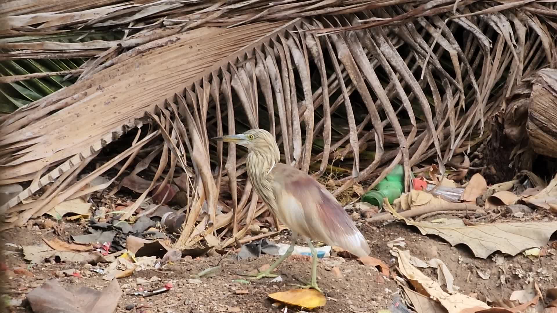 Indian pond heron