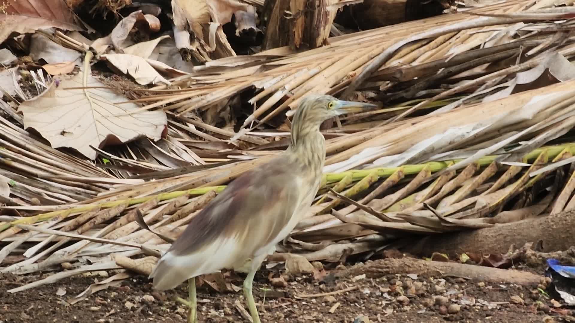 Indian pond heron