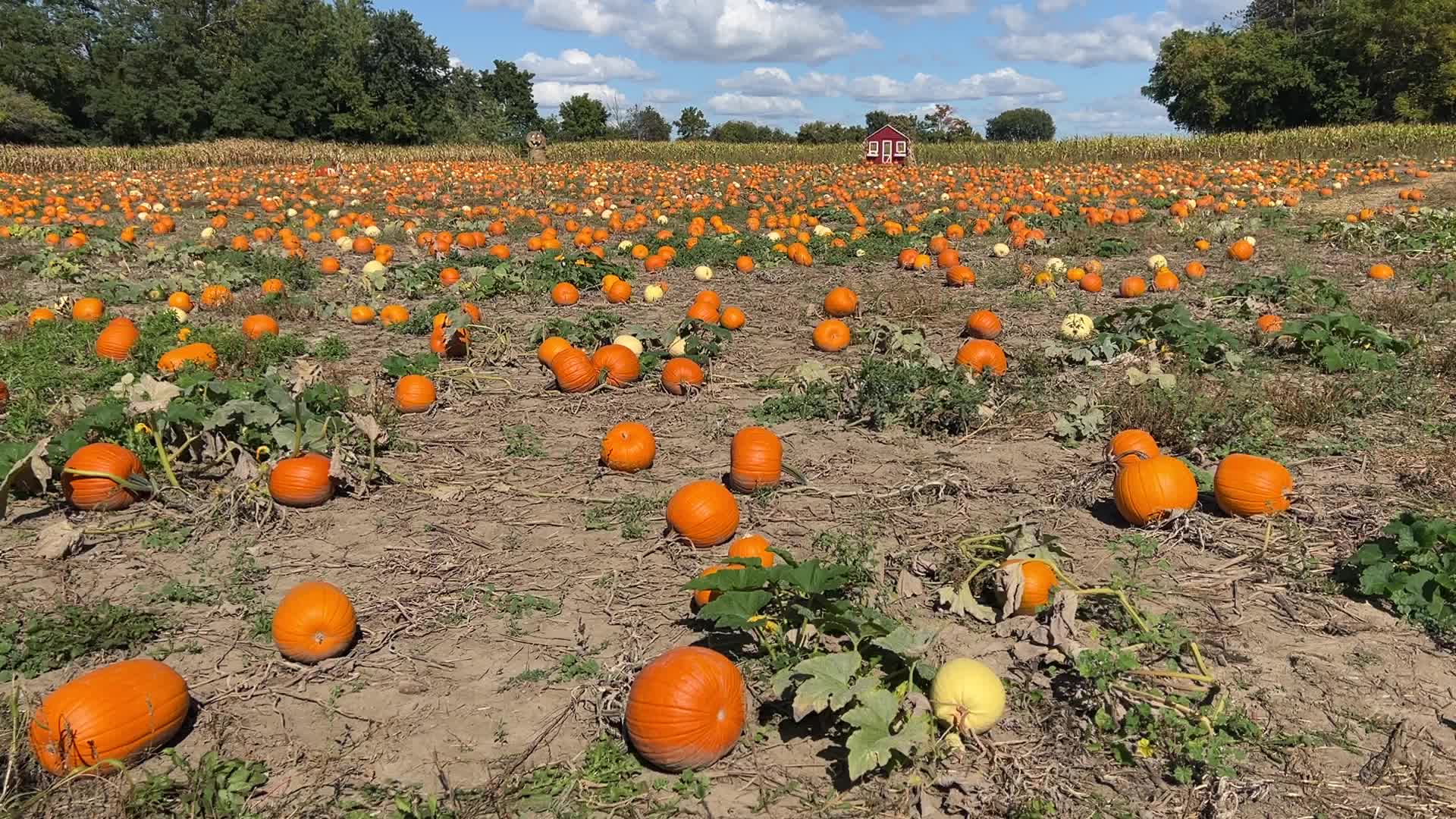 Pumpkins during the Autumn season in Markham, Canada