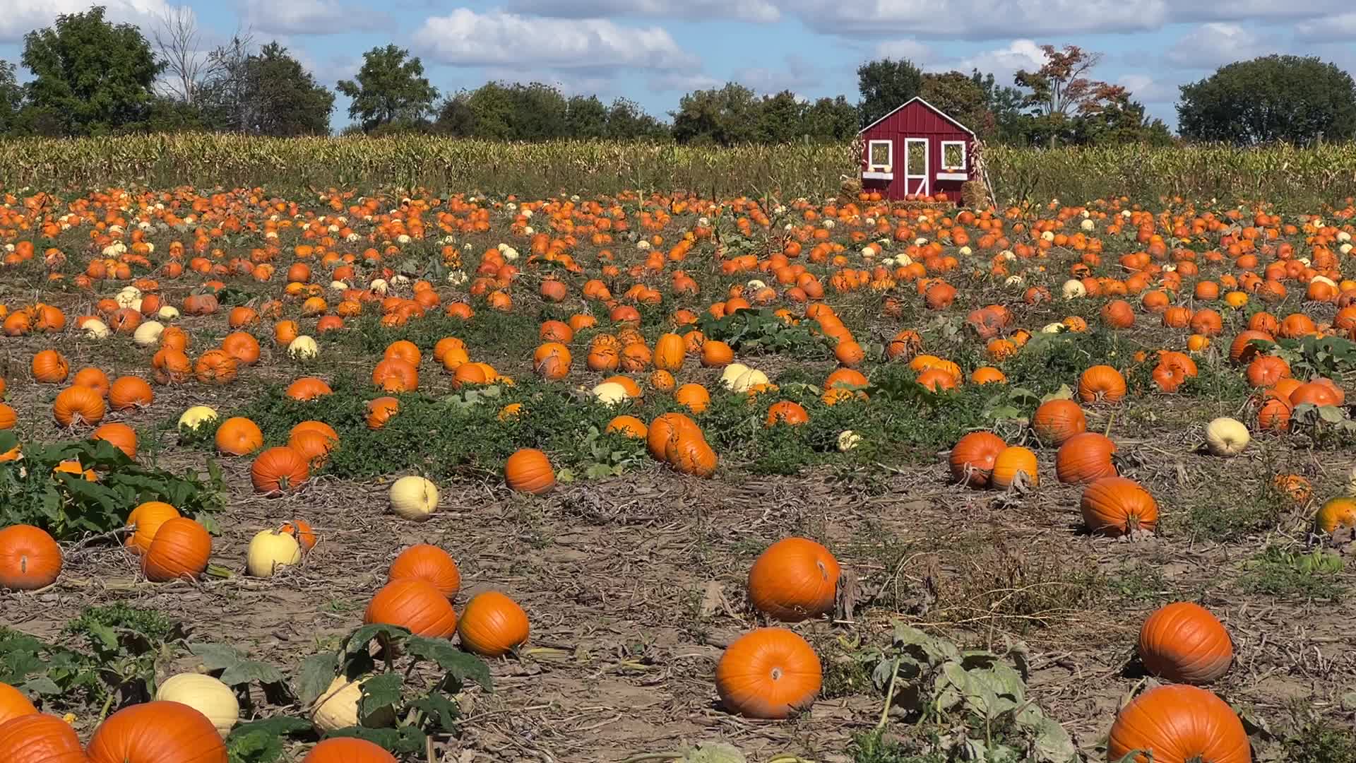 Pumpkins during the Autumn season in Markham, Canada