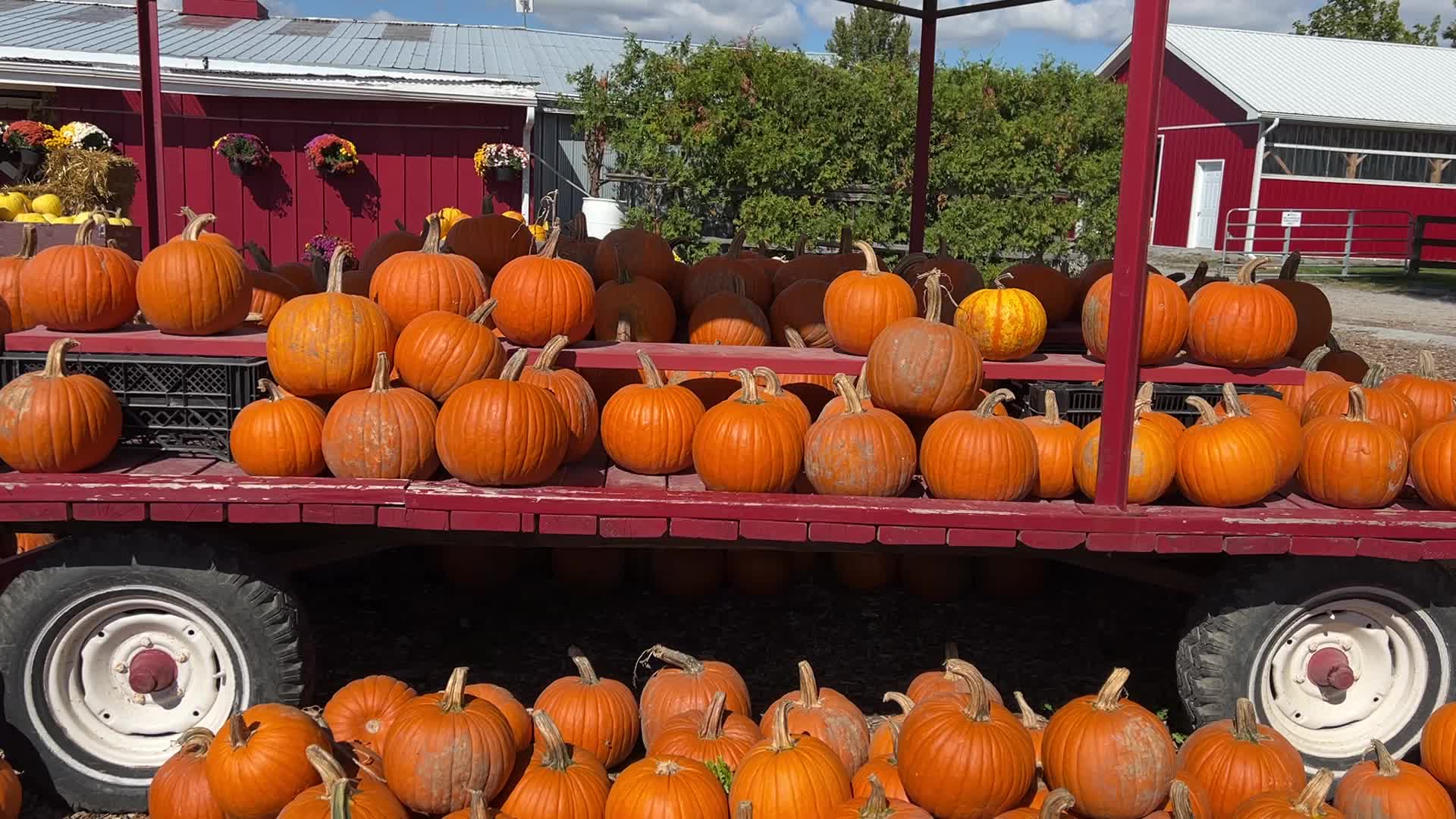 Pumpkins during the Autumn season in Markham, Canada