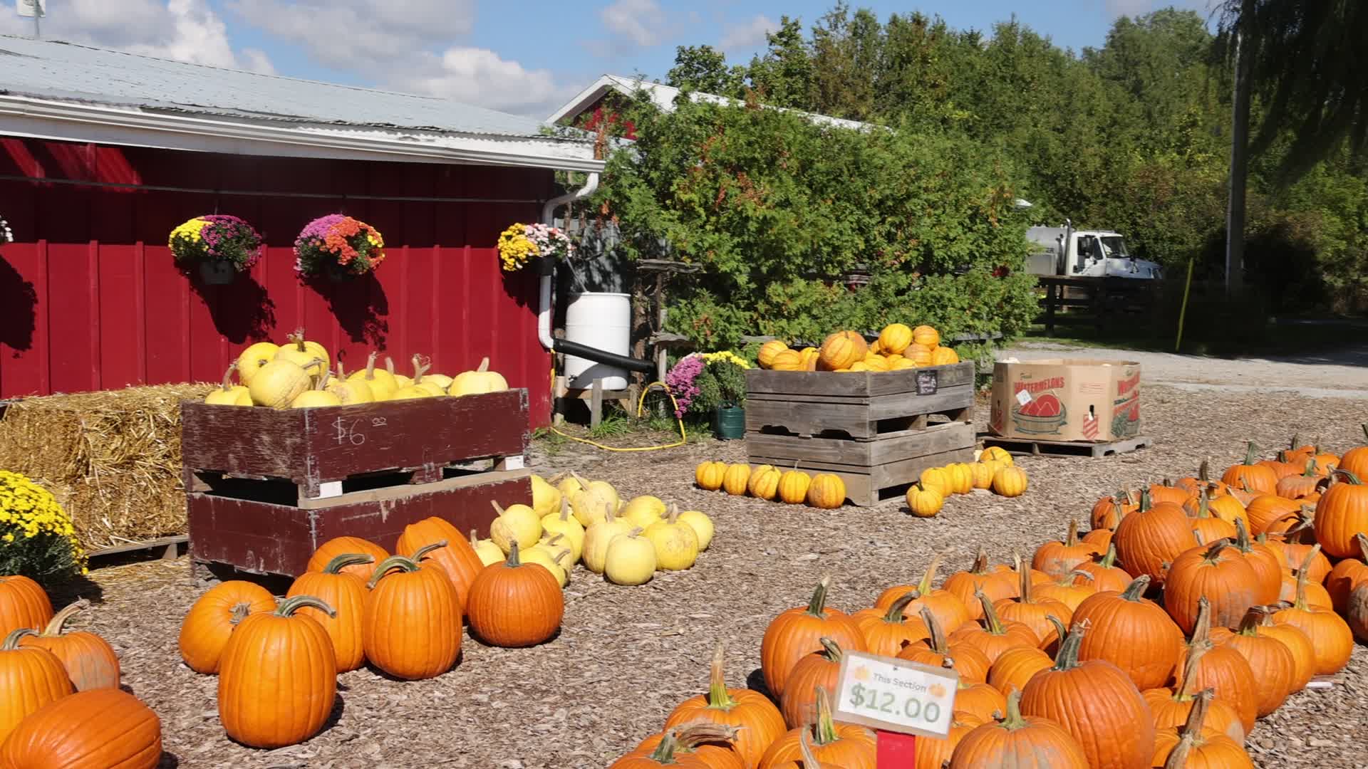 Pumpkins during the Autumn season in Markham, Canada
