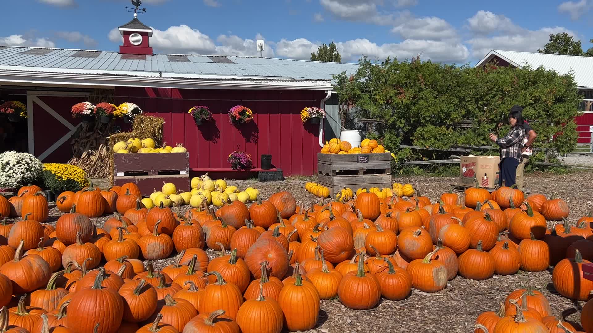 Pumpkins during the Autumn season in Markham, Canada