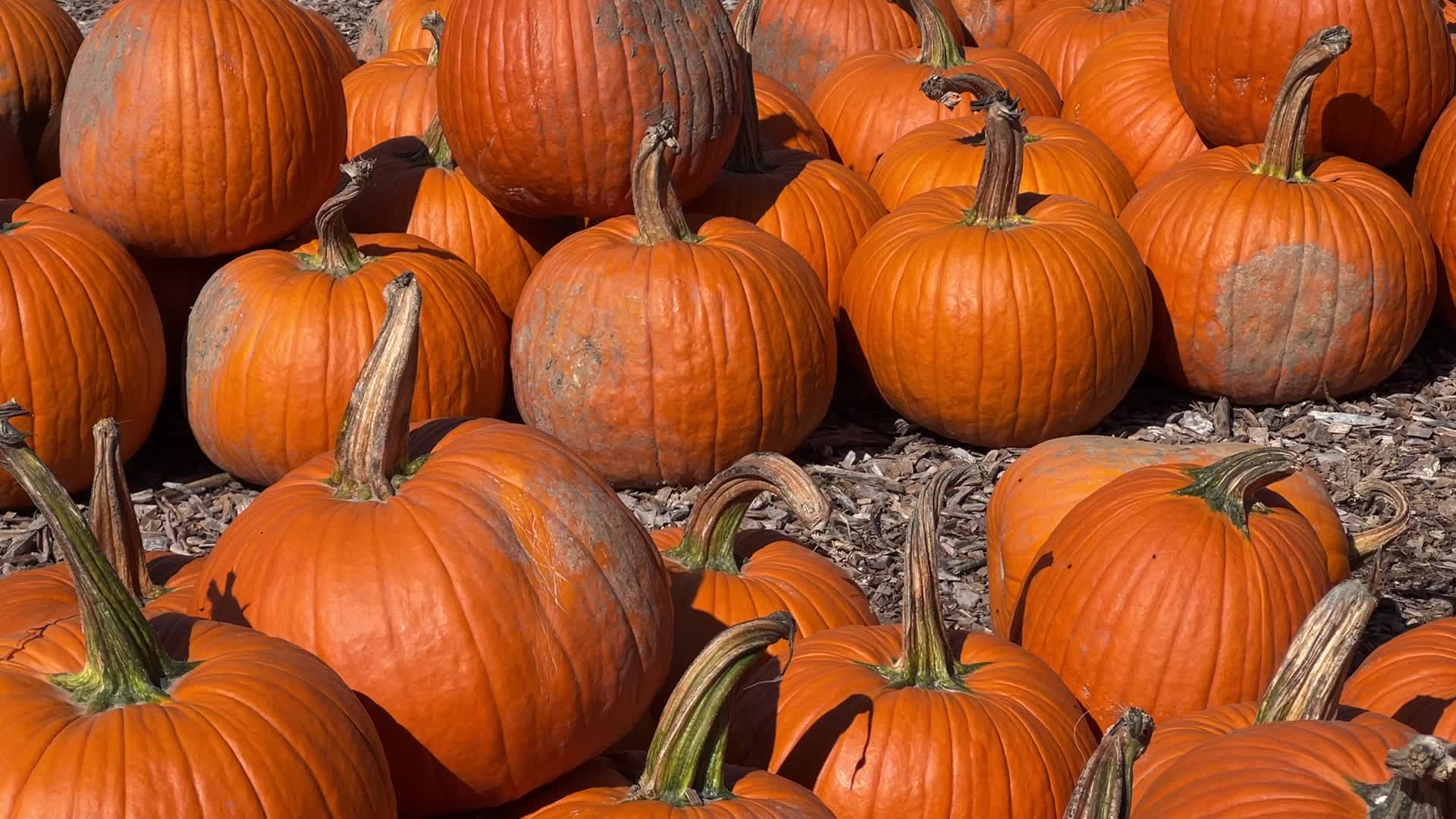 Pumpkins during the Autumn season in Markham, Canada