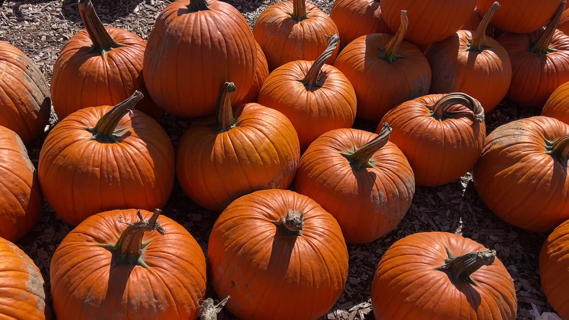 Pumpkins during the Autumn season in Markham, Canada