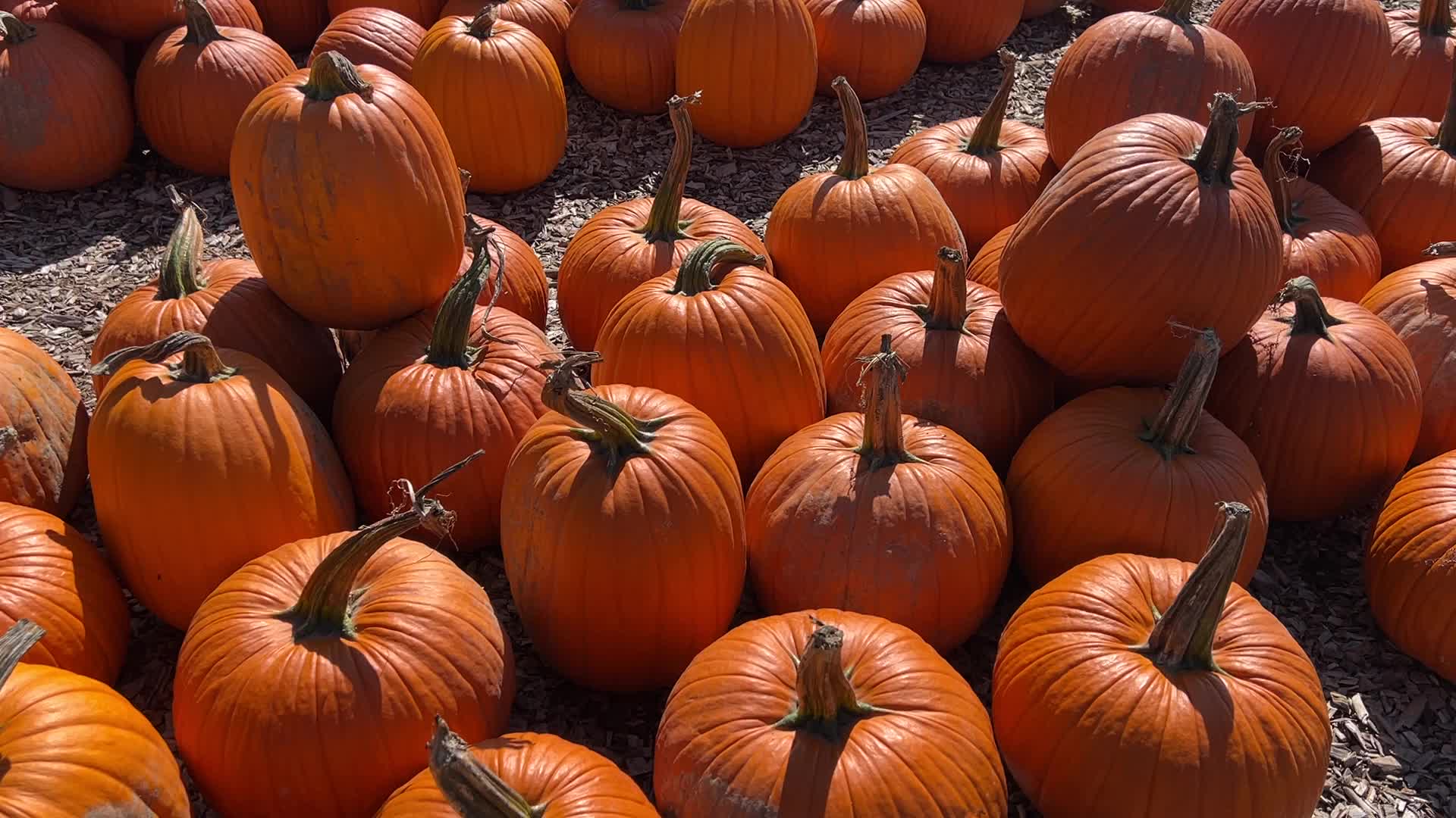 Pumpkins during the Autumn season in Markham, Canada