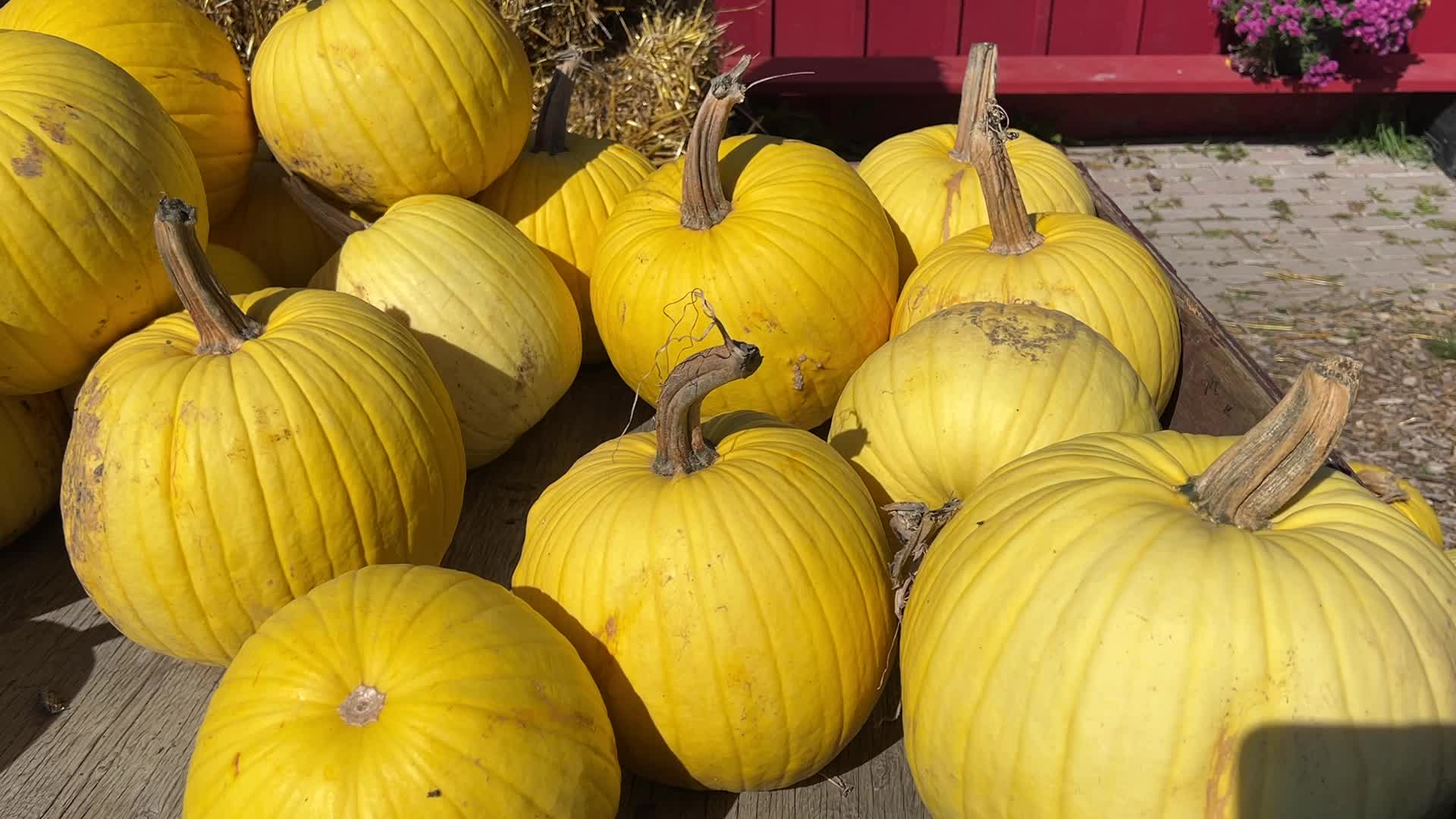 Pumpkins during the Autumn season in Markham, Canada