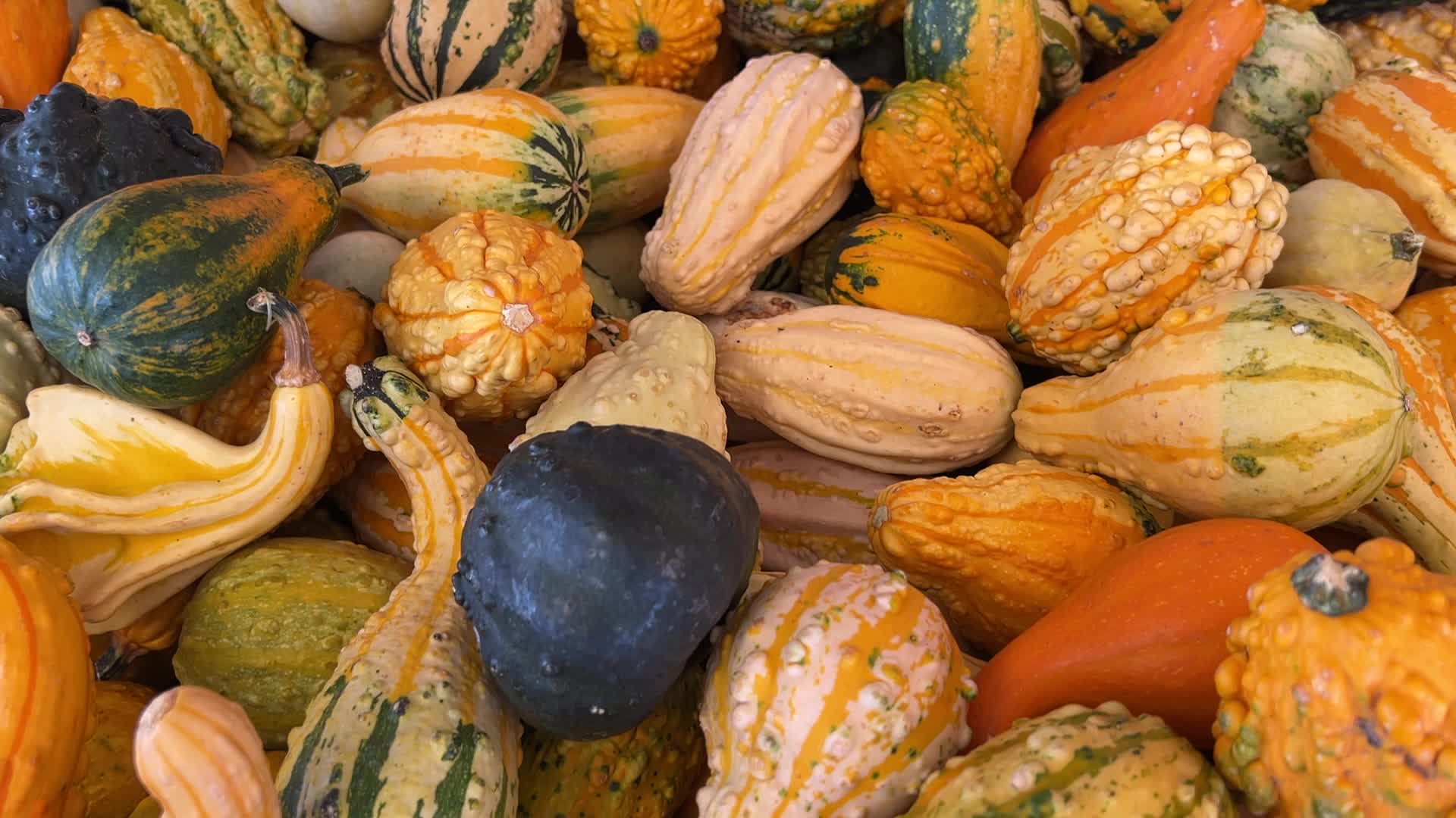 Pumpkins during the Autumn season in Markham, Canada