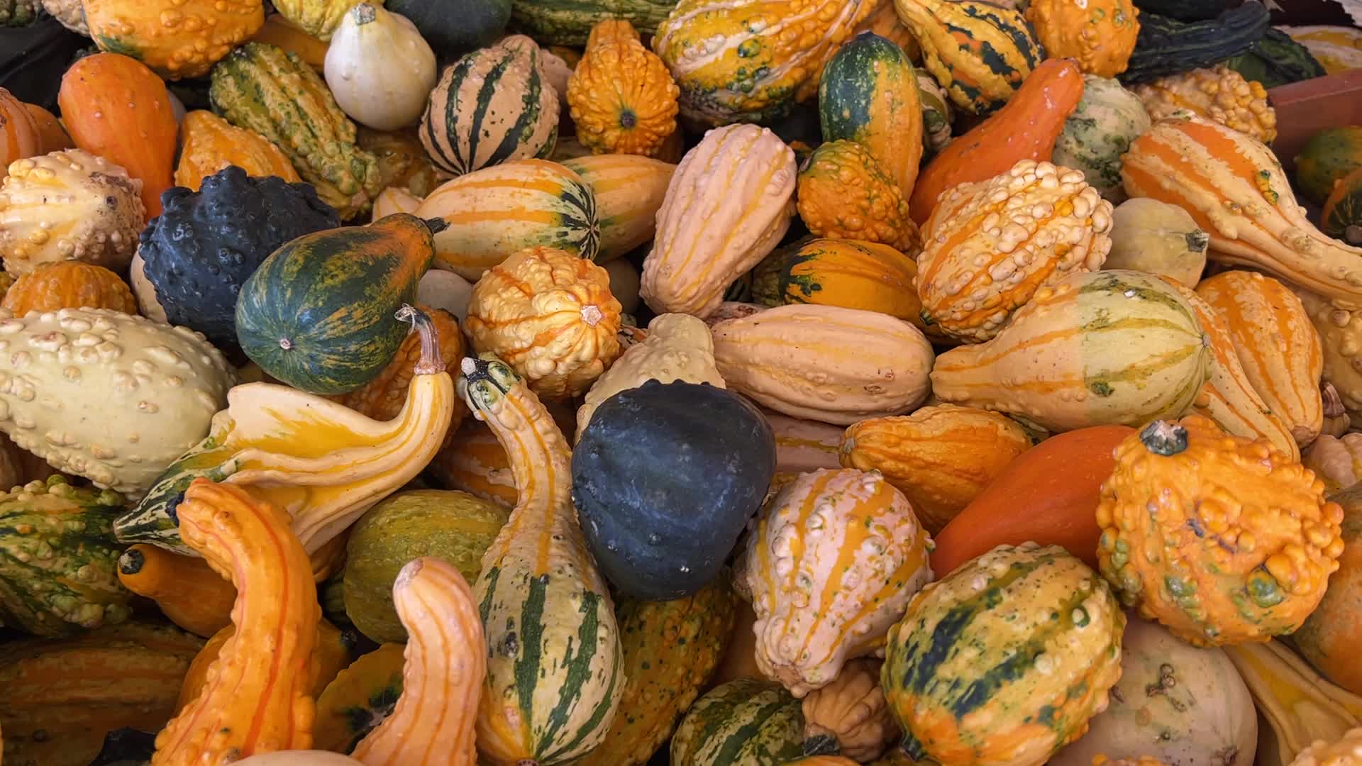 Pumpkins during the Autumn season in Markham, Canada