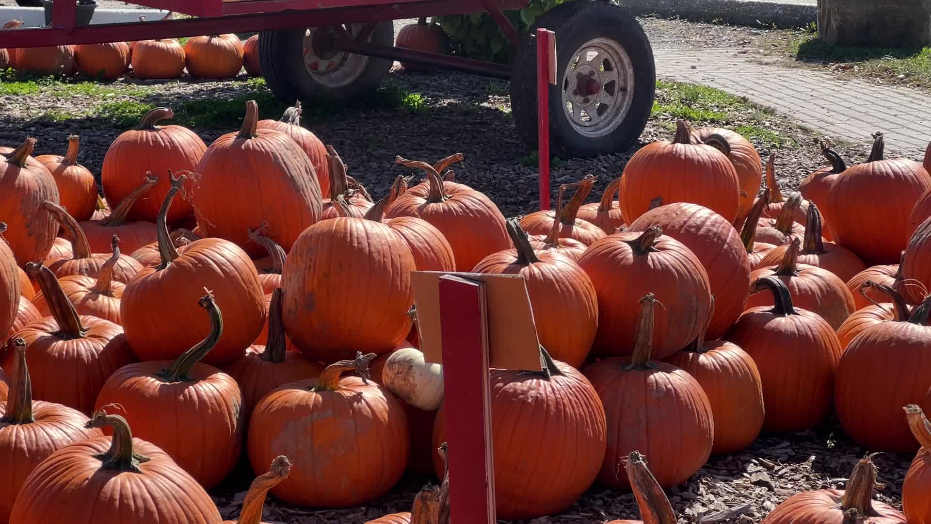 Pumpkins during the Autumn season in Markham, Canada