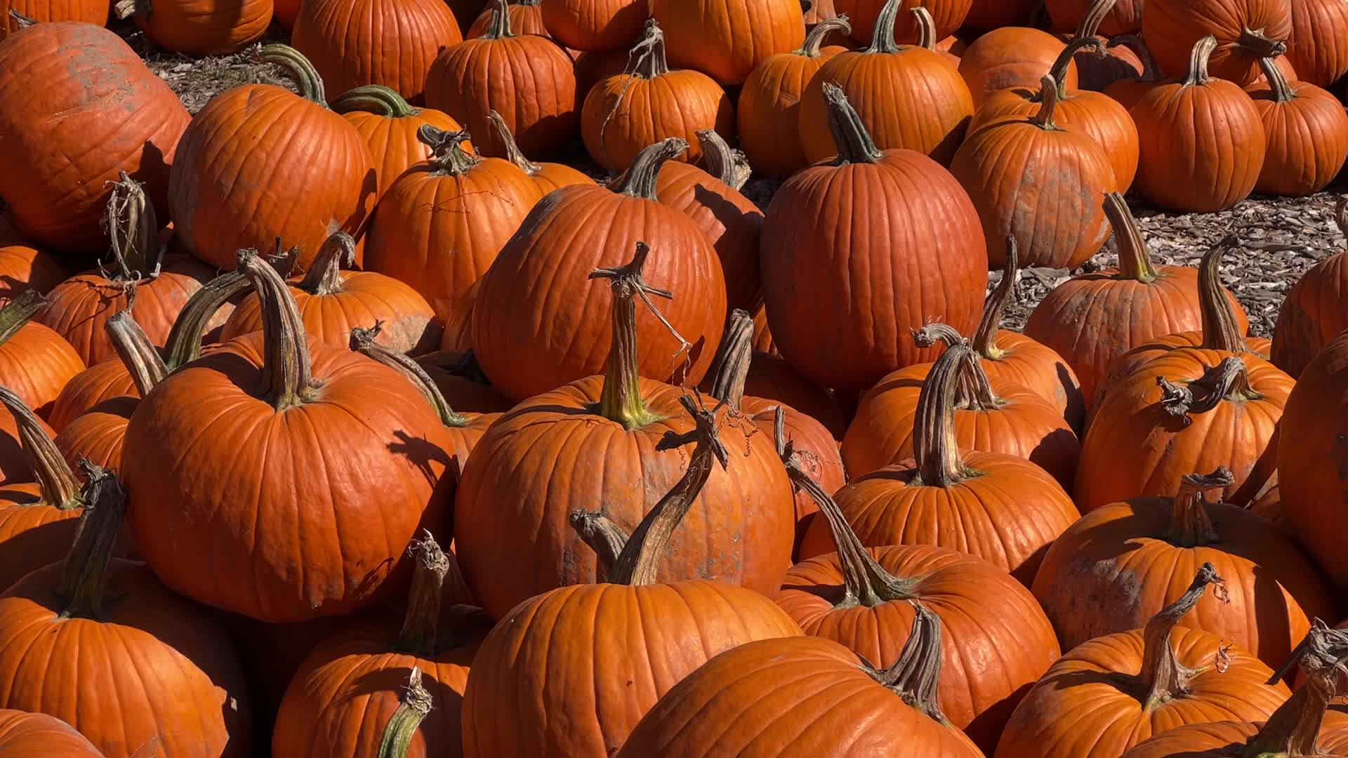 Pumpkins during the Autumn season in Markham, Canada