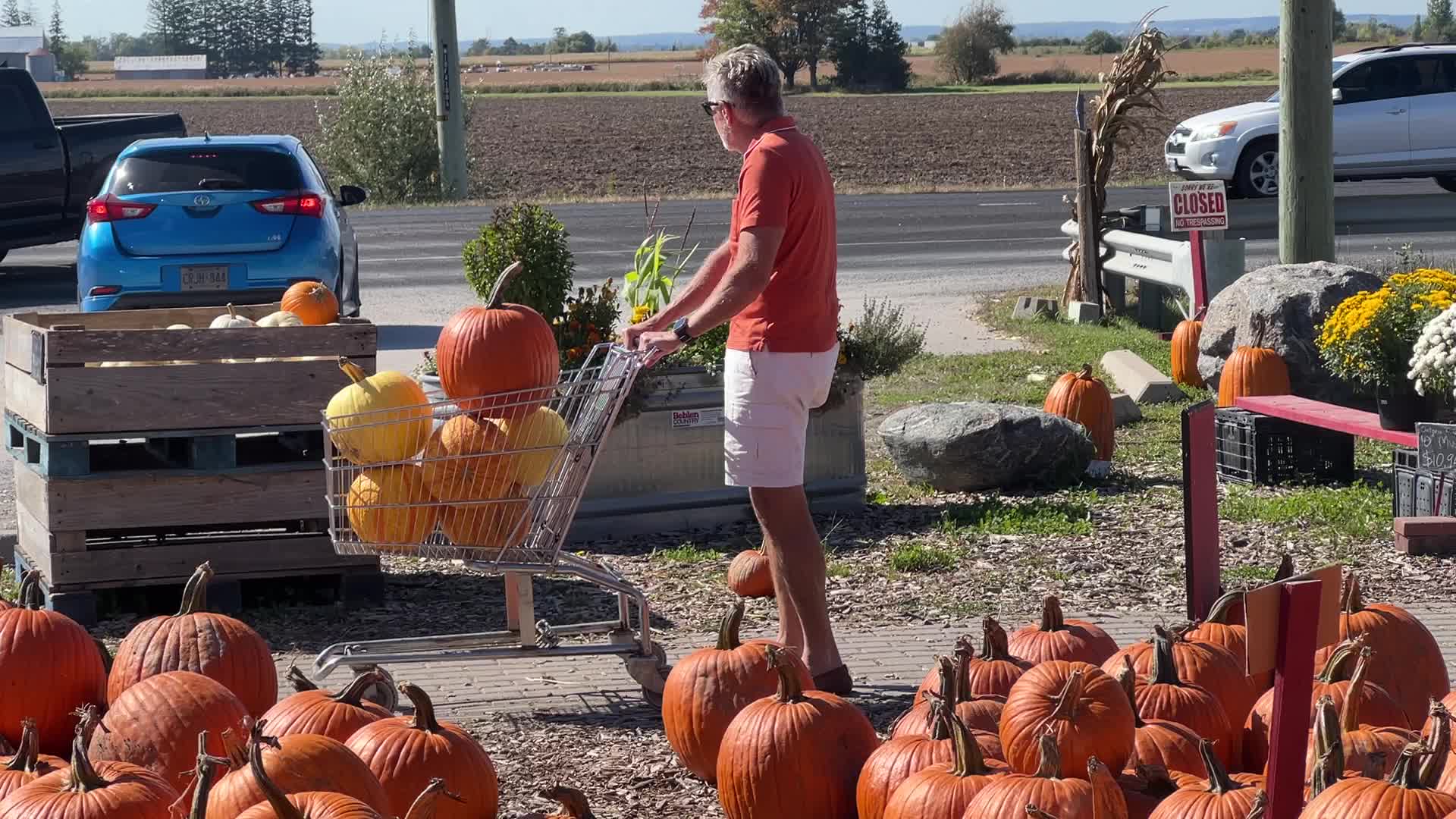 Pumpkins during the Autumn season in Markham, Canada