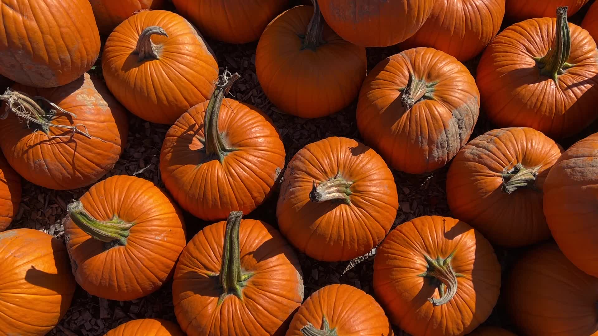 Pumpkins during the Autumn season in Markham, Canada