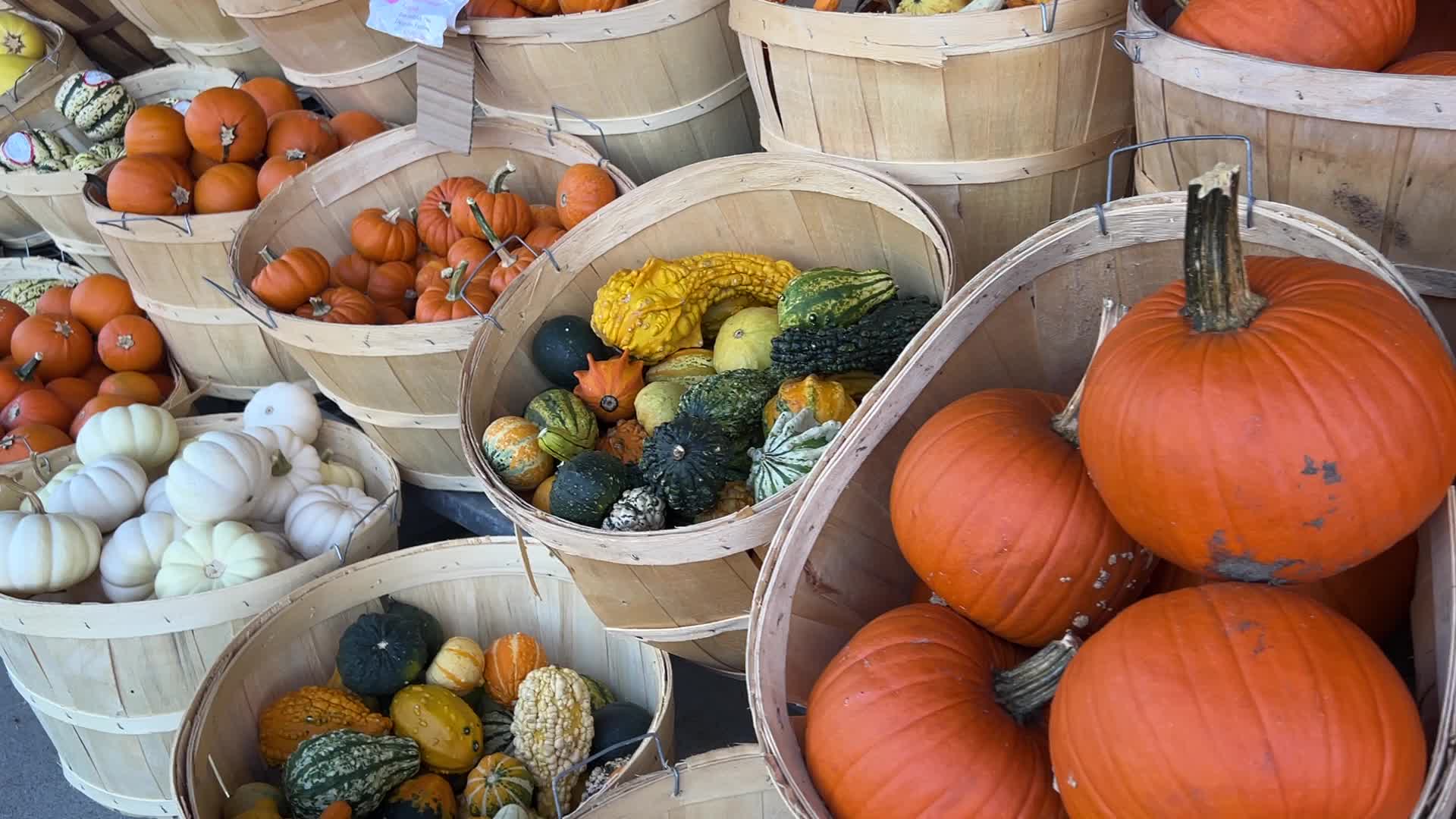 Pumpkins during the Autumn season in Markham, Canada