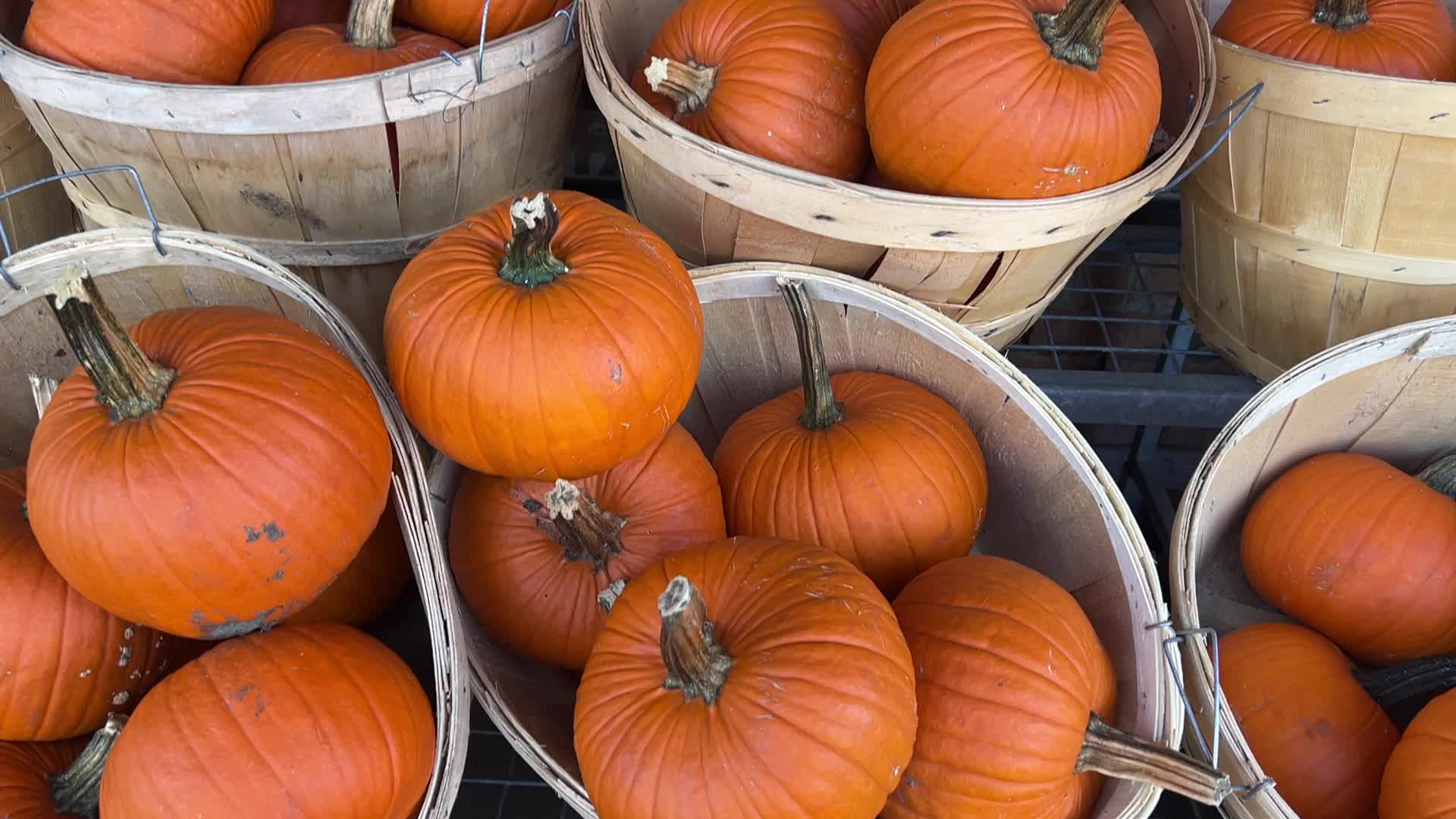 Pumpkins during the Autumn season in Markham, Canada