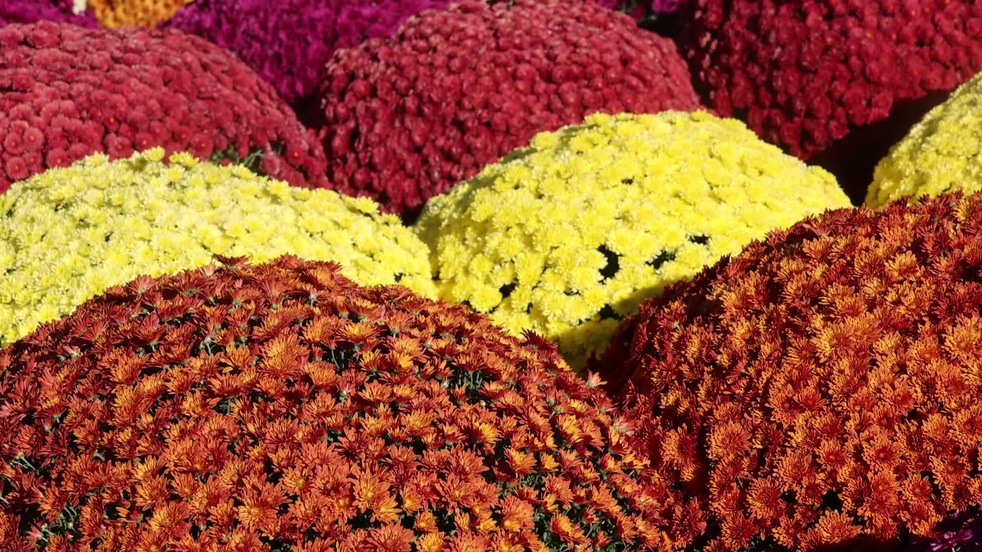Colourful Autumn mum plants