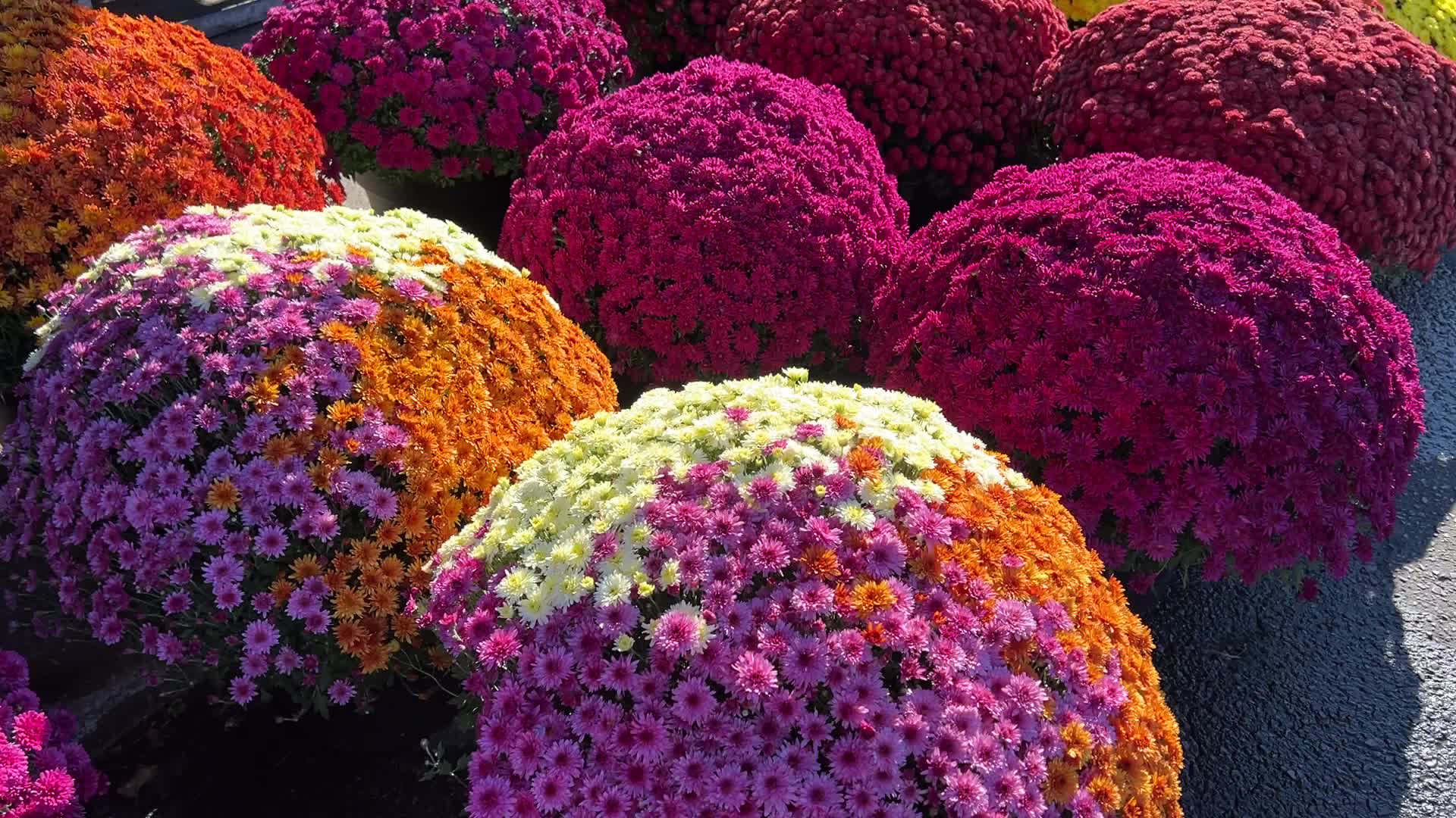 Colourful Autumn mum plants