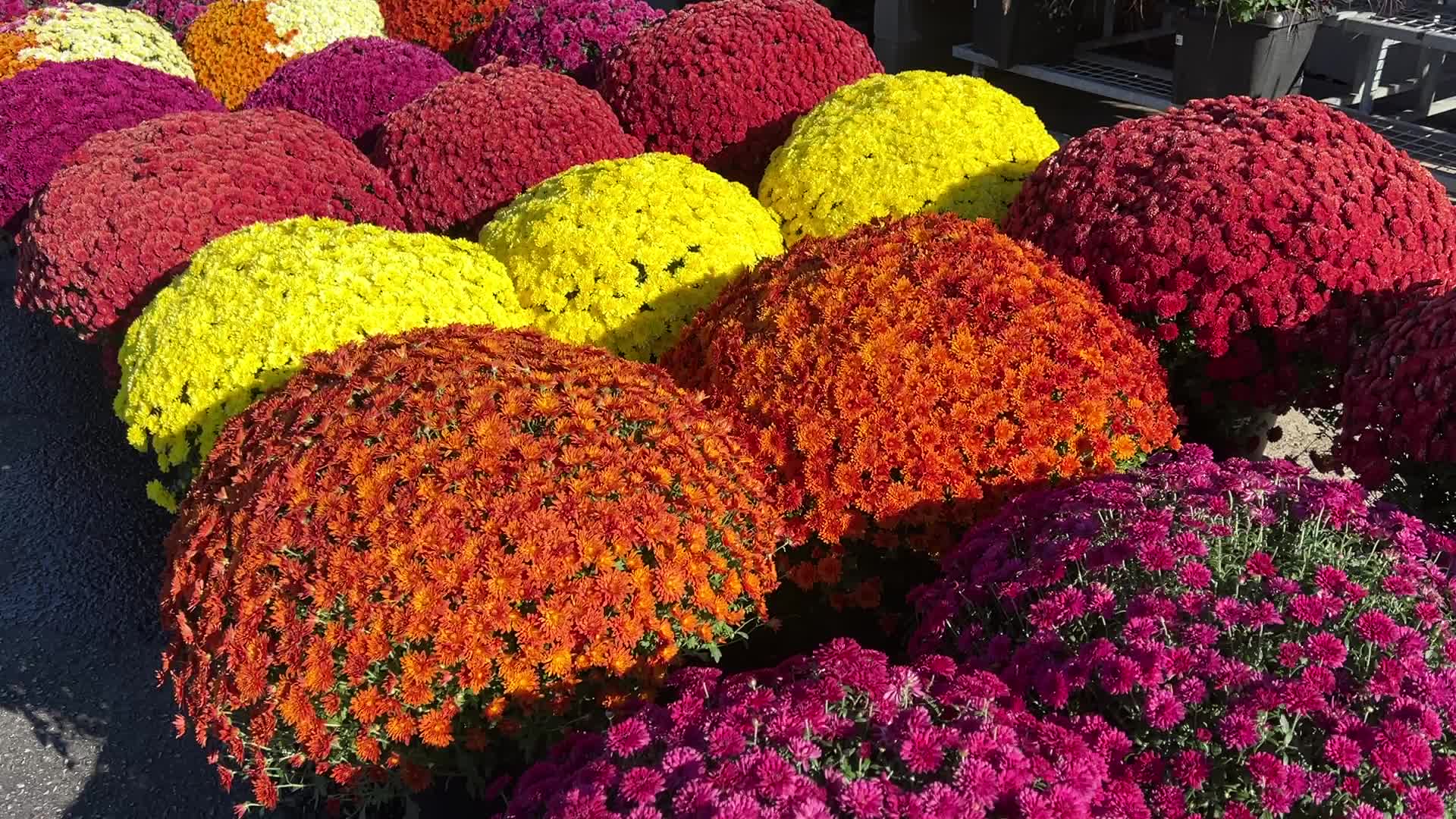 Colourful Autumn mum plants