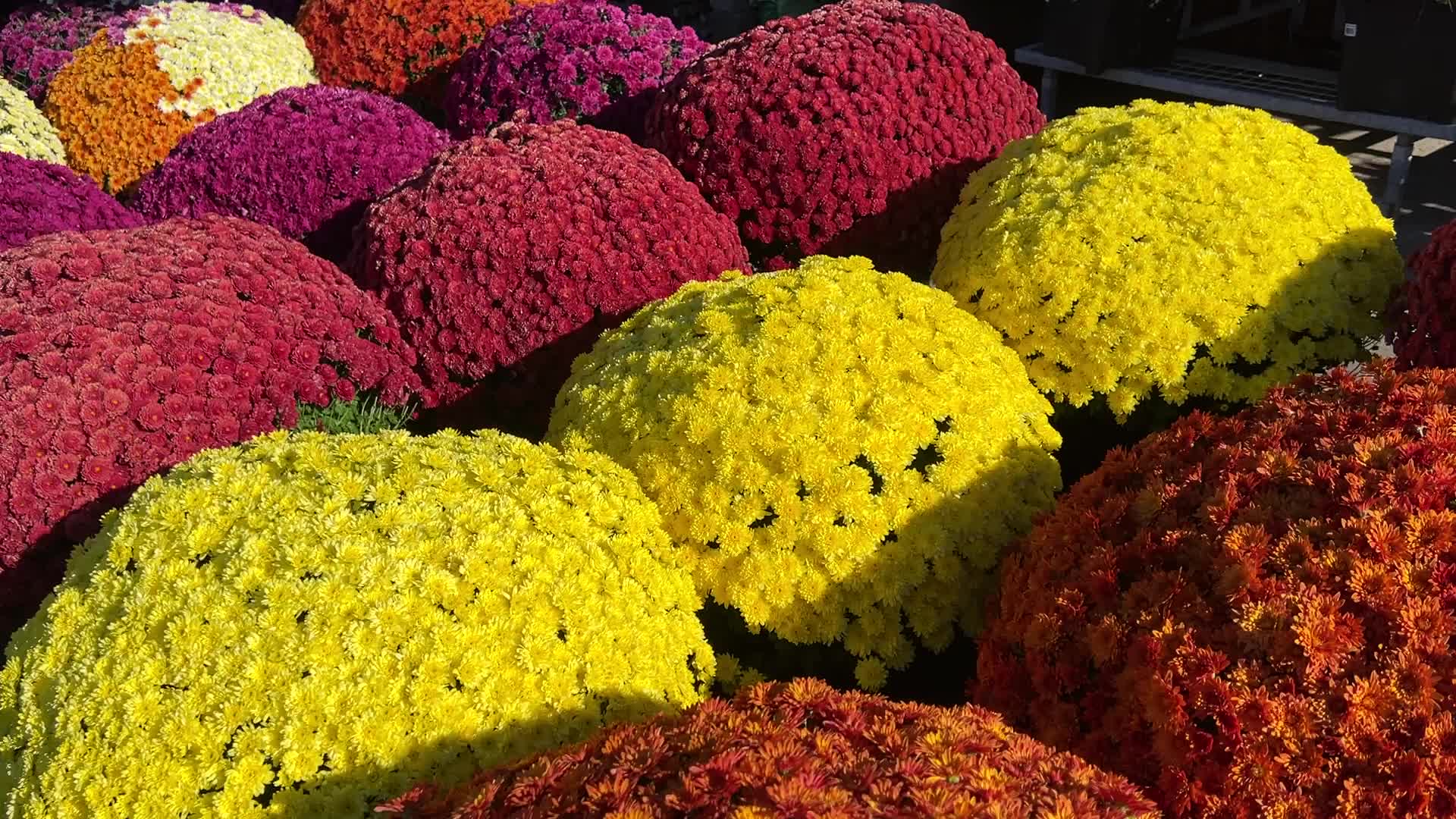 Colourful Autumn mum plants