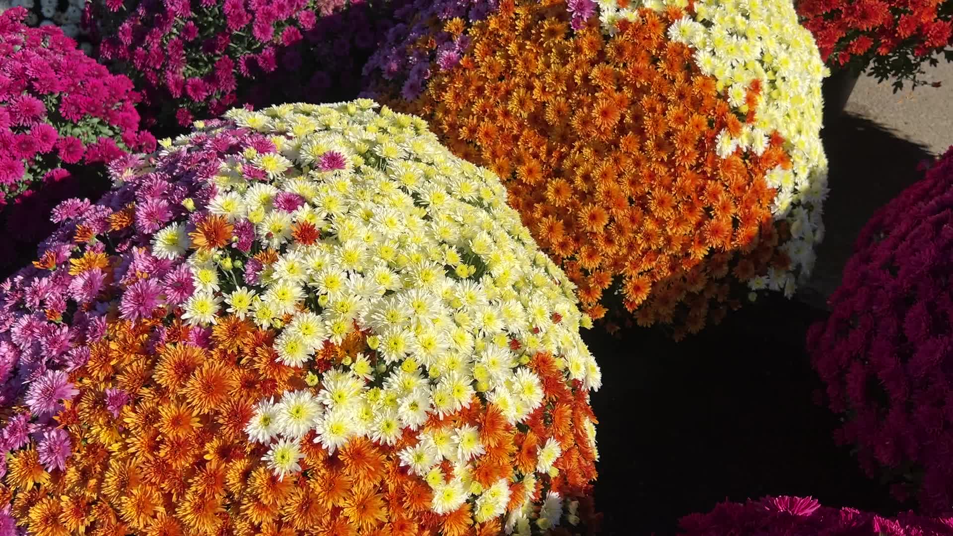 Colourful Autumn mum plants
