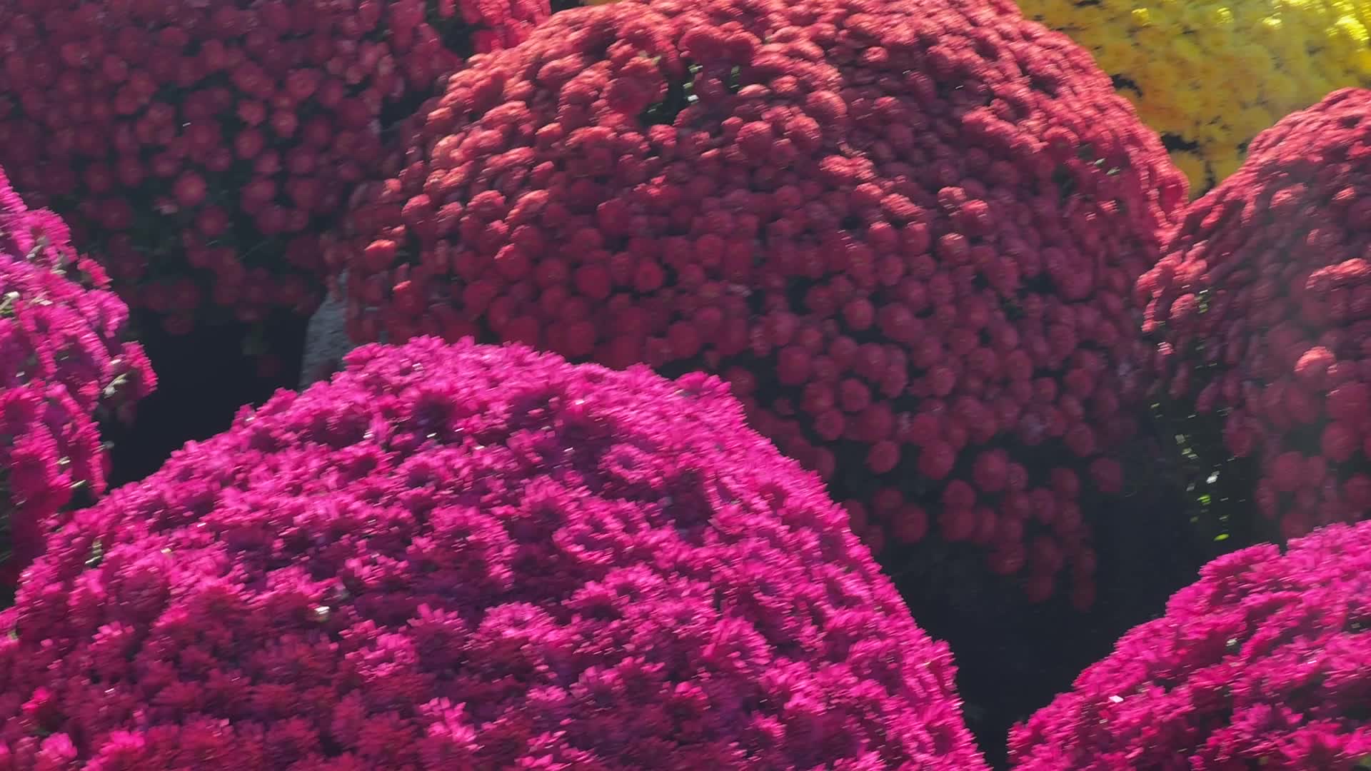 Colourful Autumn mum plants