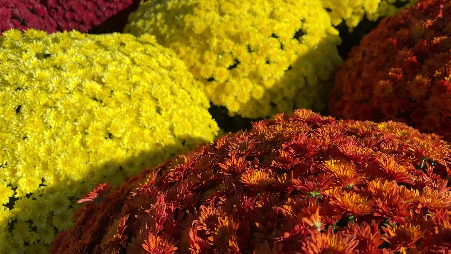 Colourful Autumn mum plants