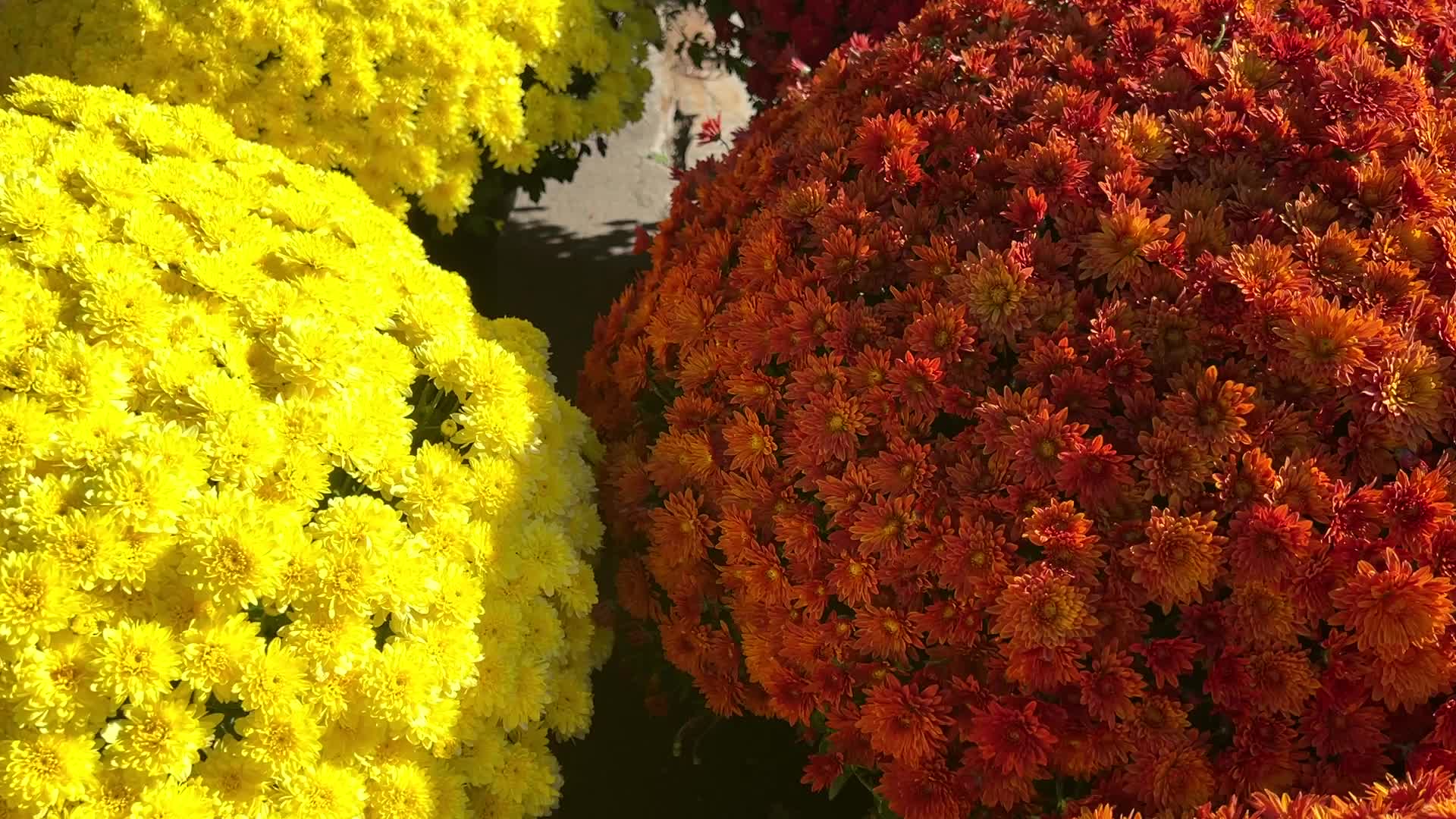 Colourful Autumn mum plants