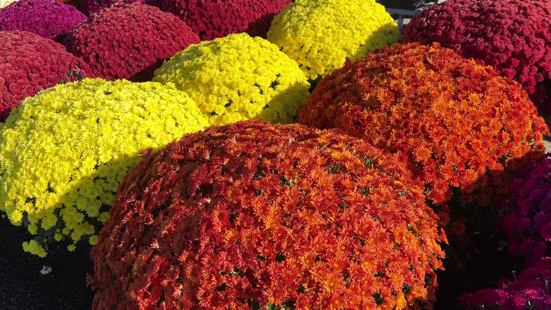 Colourful Autumn mum plants
