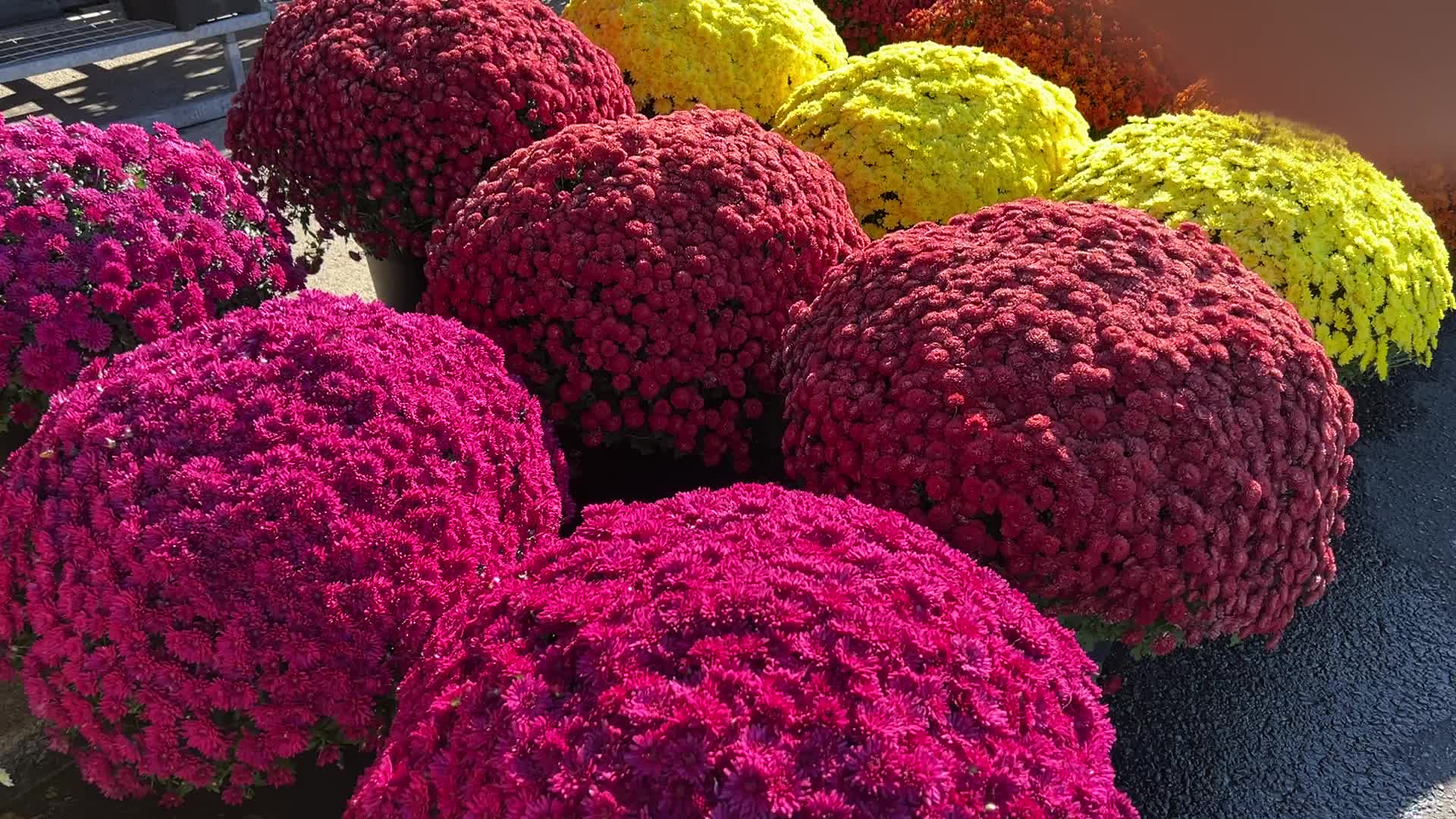 Colourful Autumn mum plants