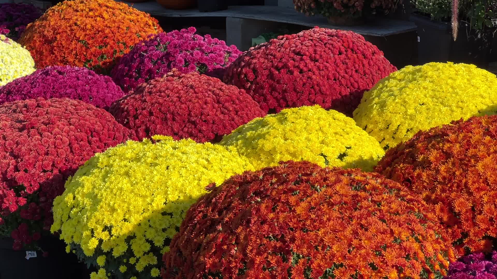 Colourful Autumn mum plants
