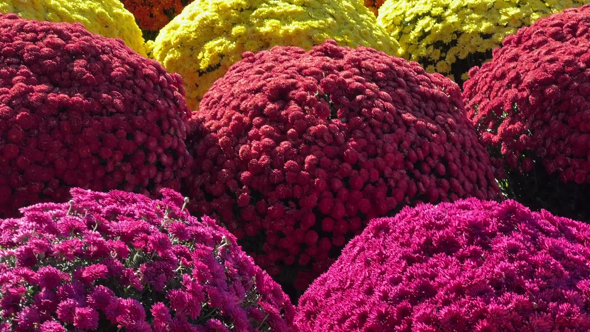 Colourful Autumn mum plants