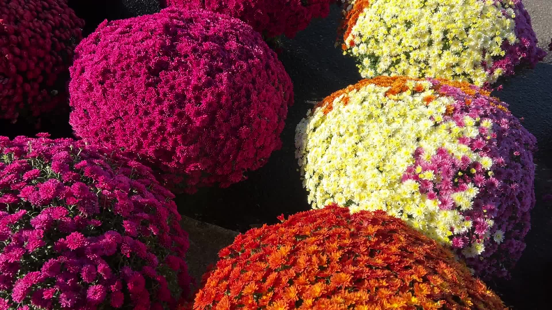 Colourful Autumn mum plants