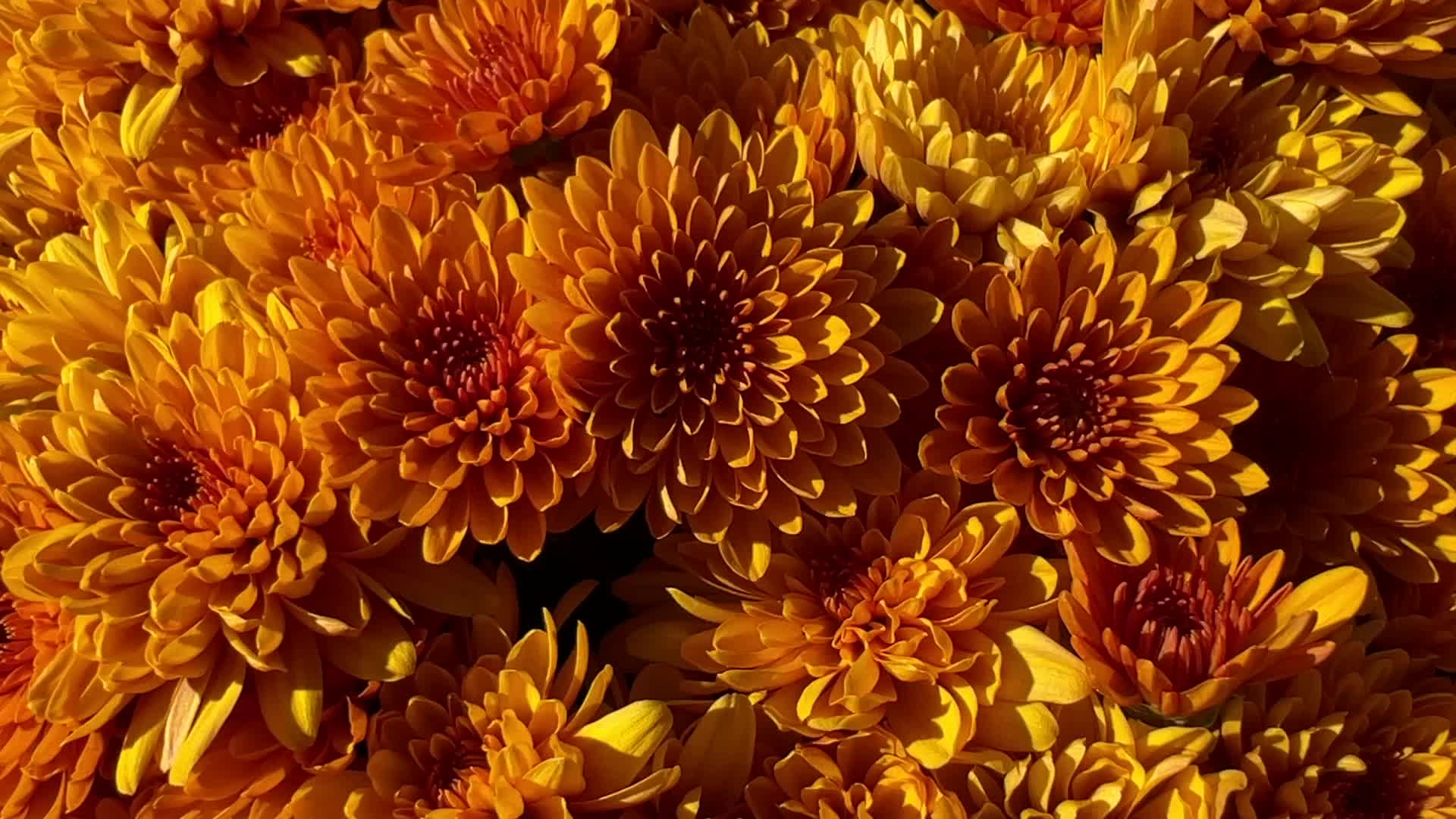 Colourful Autumn mum plants