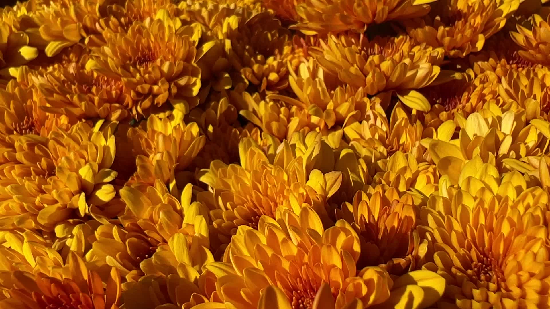 Colourful Autumn mum plants