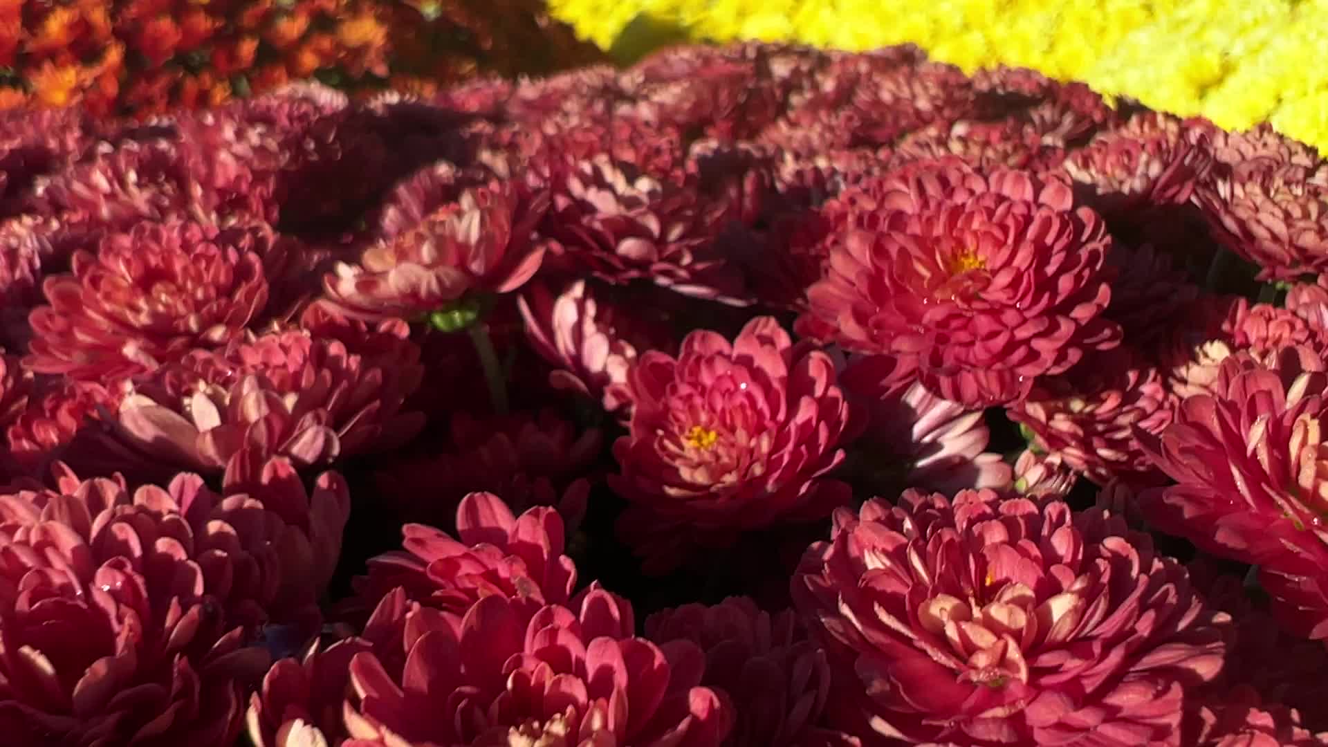 Colourful Autumn mum plants