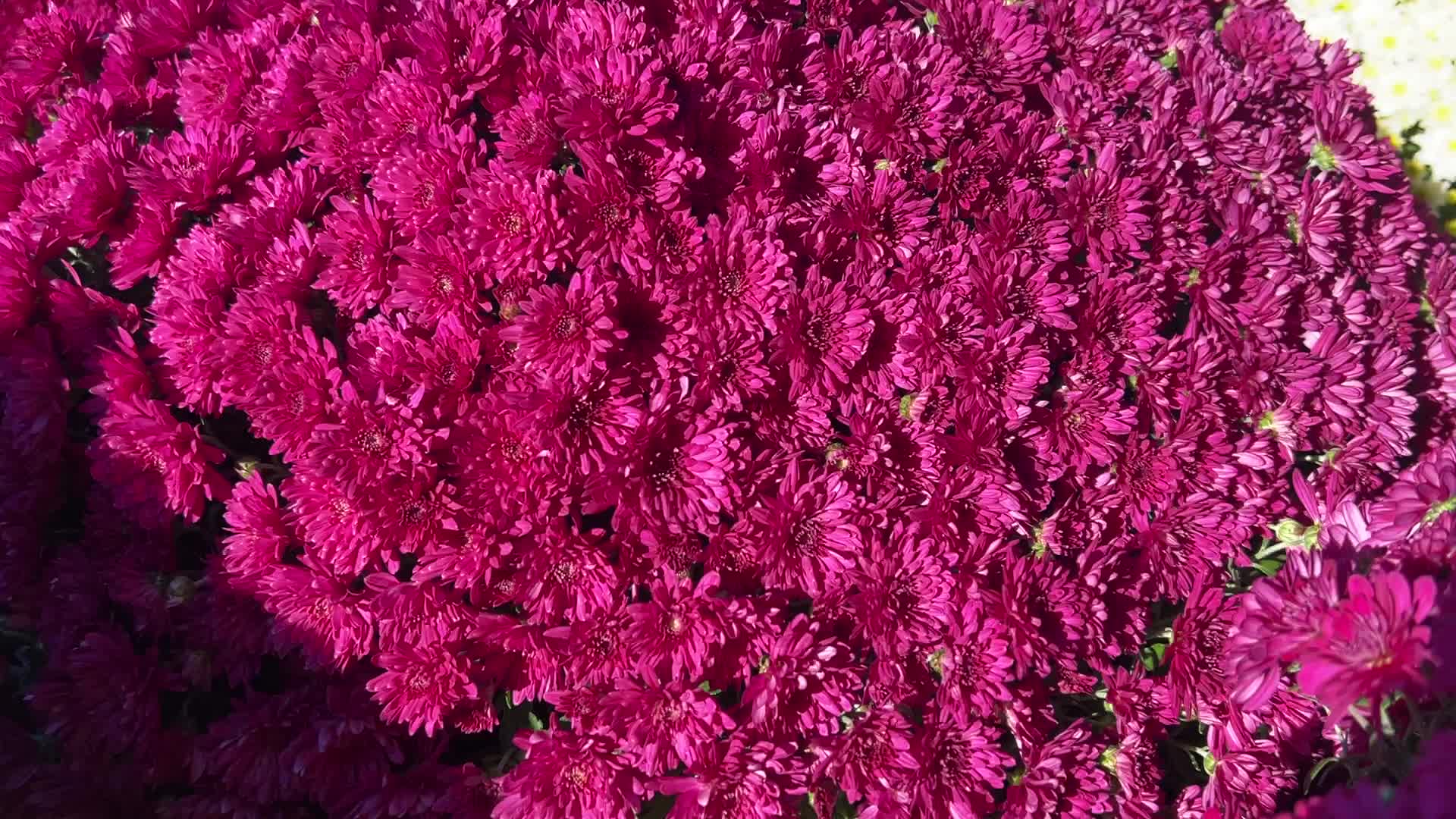 Colourful Autumn mum plants