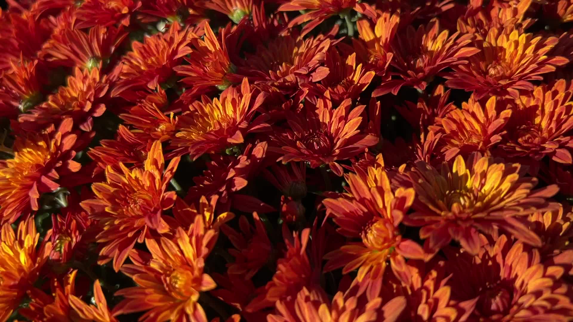 Colourful Autumn mum plants
