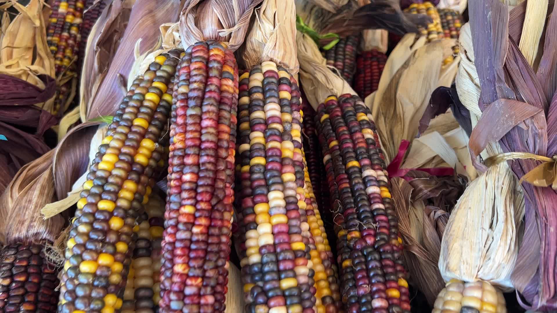 Indian corn during the Autumn season in Canada