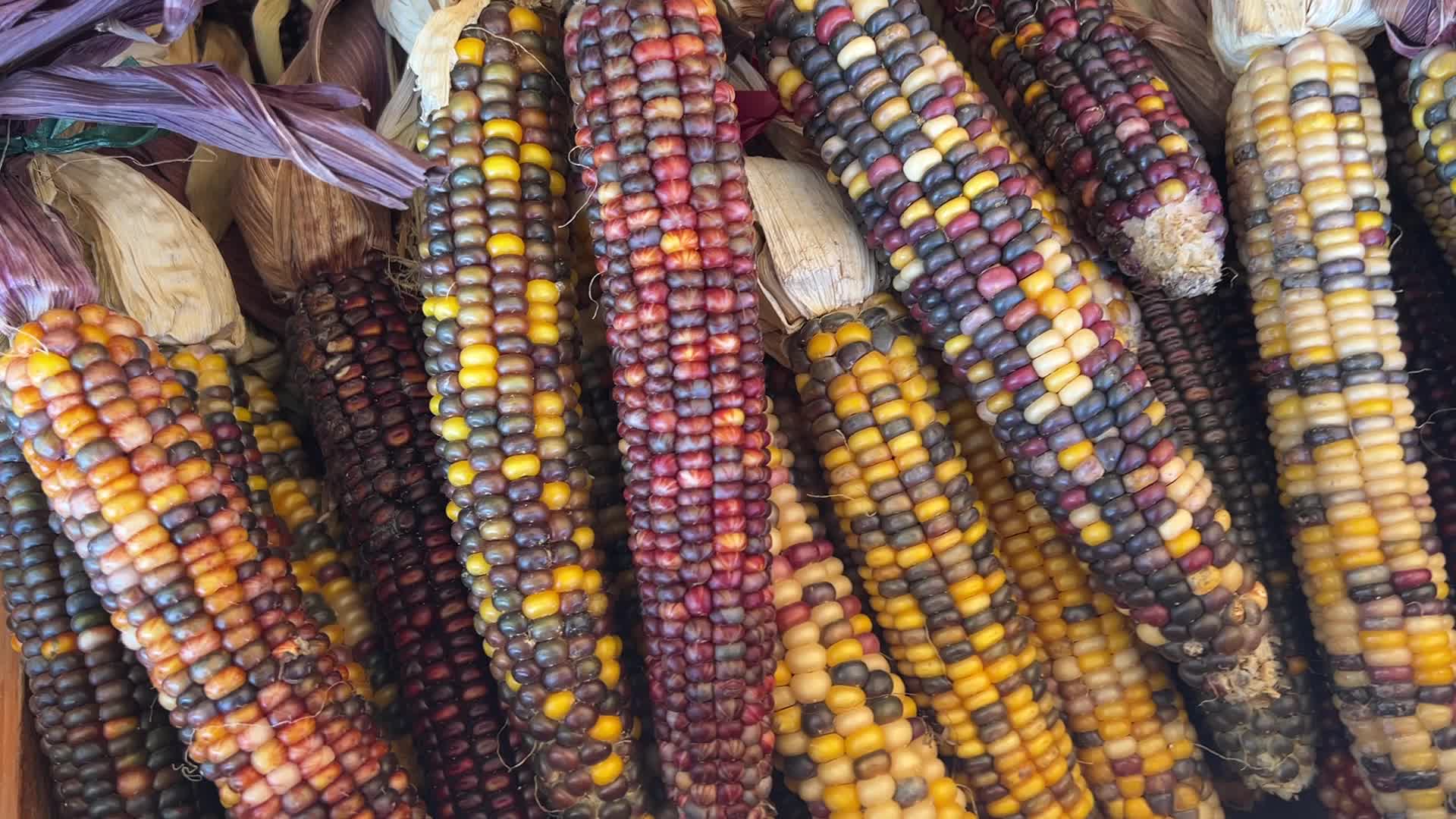 Indian corn during the Autumn season in Canada