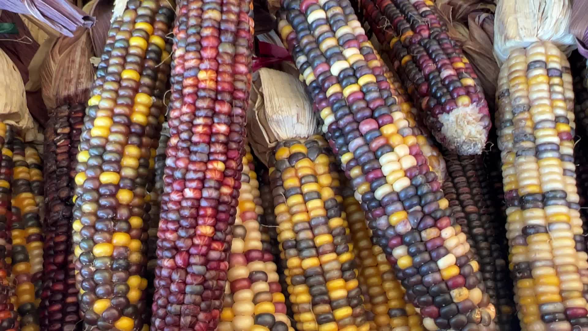 Indian corn during the Autumn season in Canada