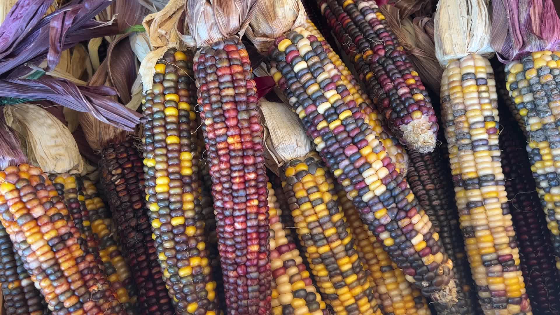 Indian corn during the Autumn season in Canada