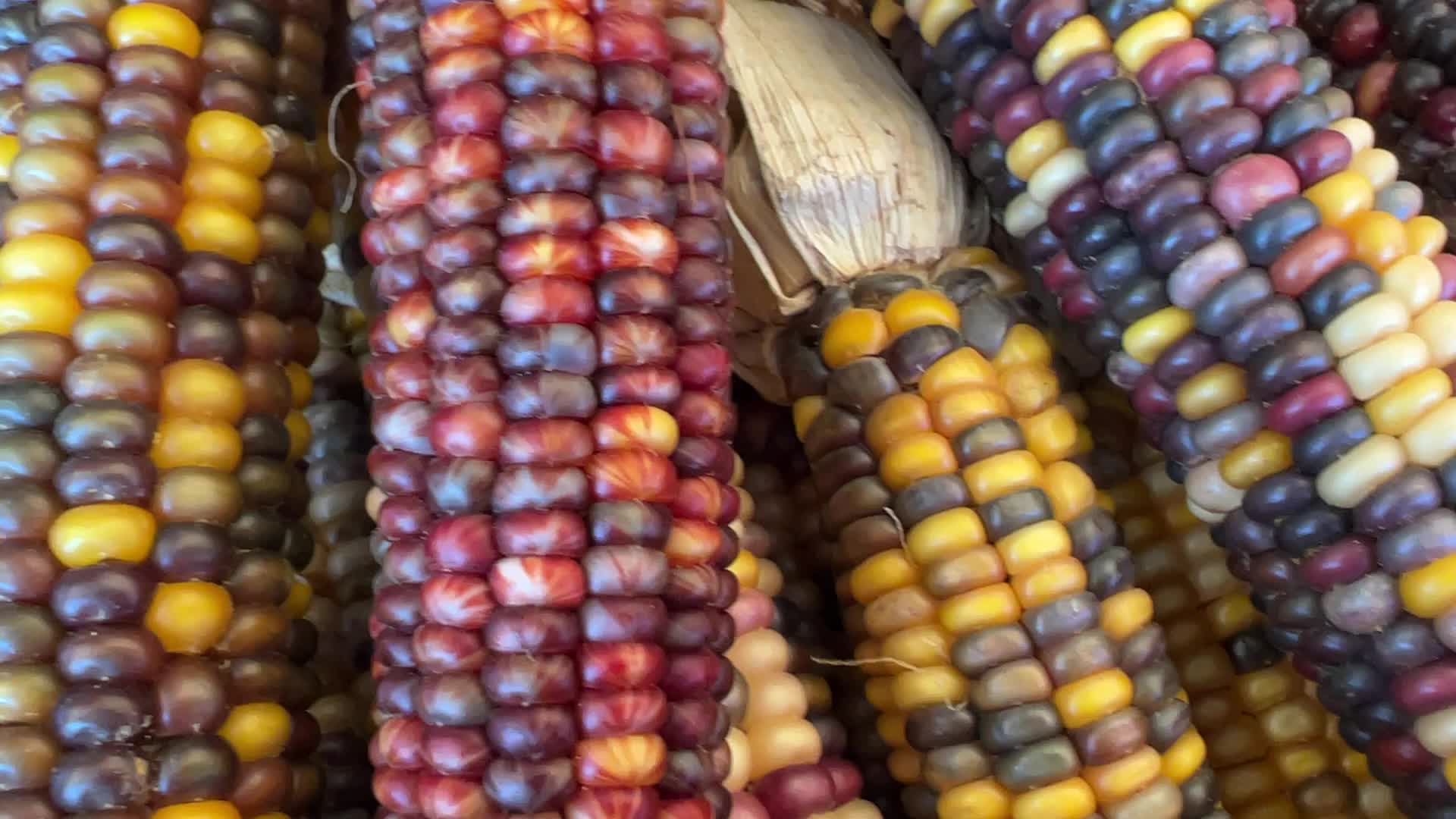Indian corn during the Autumn season in Canada