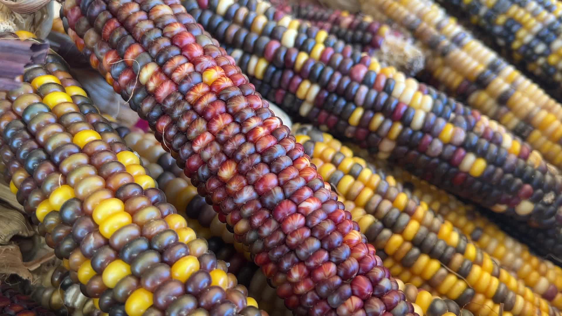 Indian corn during the Autumn season in Canada